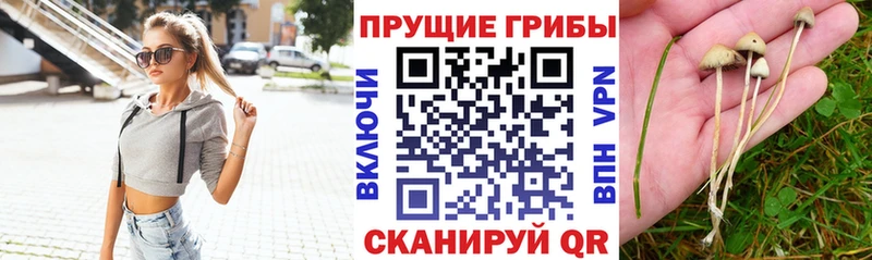 где купить   Рязань  Псилоцибиновые грибы Psilocybine cubensis 